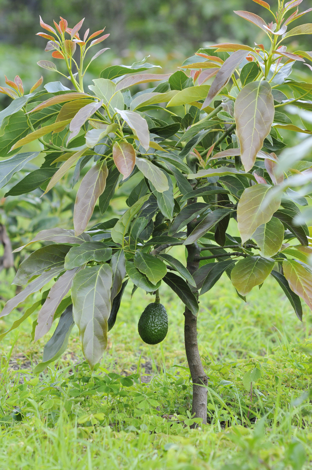 Four years old Hass avocado tree with first born fruit. Parramos Guatemala 2011. FLAAR Photo Archive.