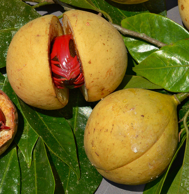 A branch of Virola guatemalensis, nutmeg, with fruits and leaves.