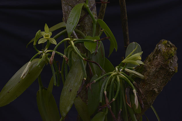 Vanilla-planifolia-orchid-flaar-4777