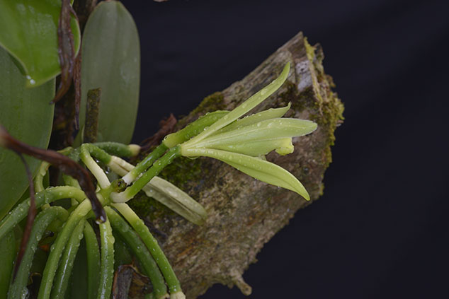 Vanilla-planifolia-orchid-flaar-4855
