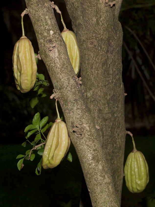 Caiba, cuajilote, Parmentiera aculeata tree notice the fruits growing from the trunk similar to cacao pods that also grows from the trunk. Photo by Nicholas Hellmuth, jardin botanico, Ciudad de Guatemala, Guatemala.