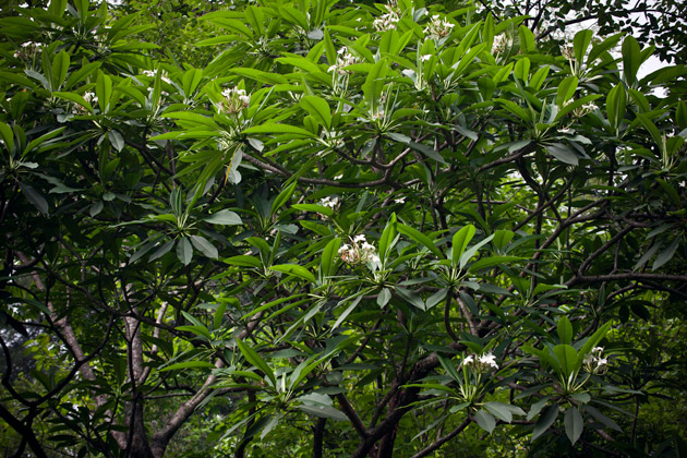 Plumeria obtusa tree flowering, maya sacred flowers to flavor cacao, used by the Lacandon. Photo by Nicholas Hellmuth using a Canon EOS-1Ds Mark III, May 2011.