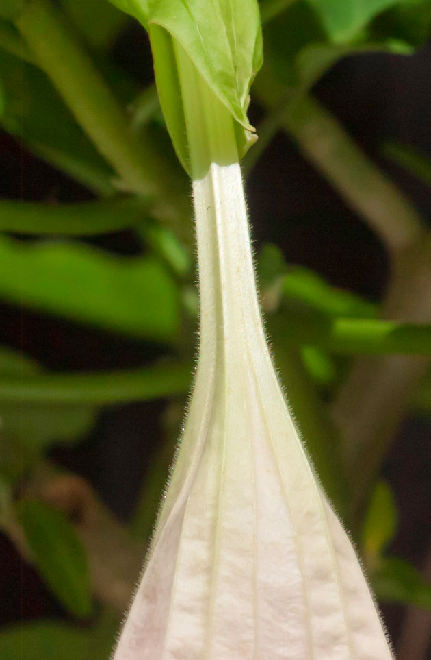 Brugmansia flower detail
