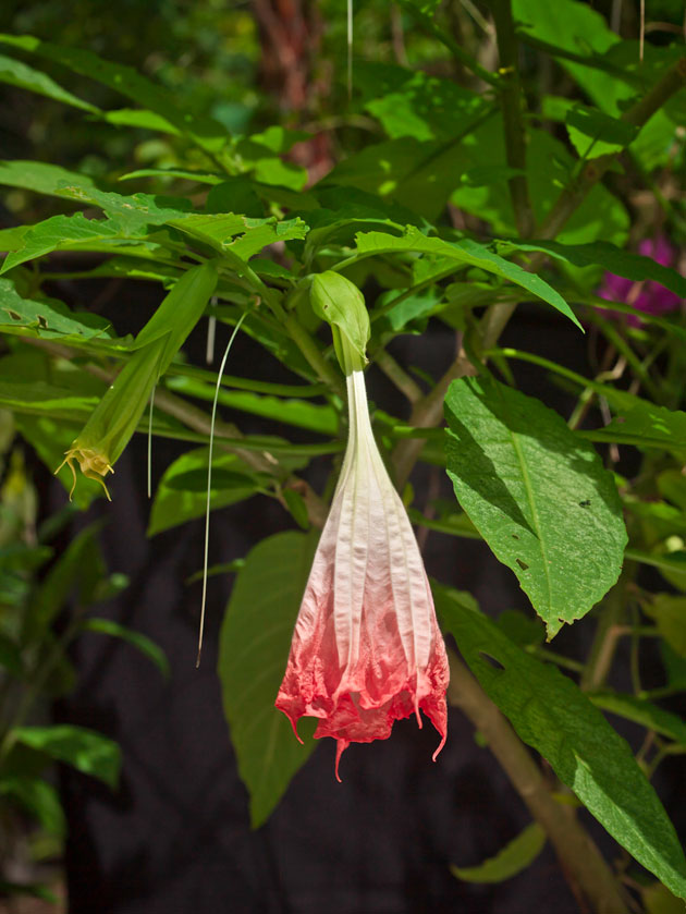 Brugmansia have flowers pointing down. Photo by Nicholas Hellmuth using a Phase One A/S P25+