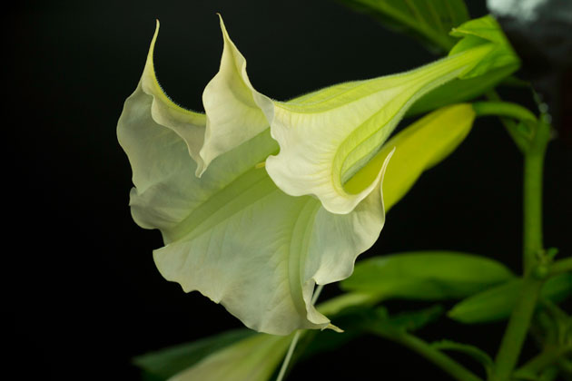 Florifundia is a toxic plant. Brugmansia arborea flower, image by Sofia Monzon using a Canon EOS Rebel T2i