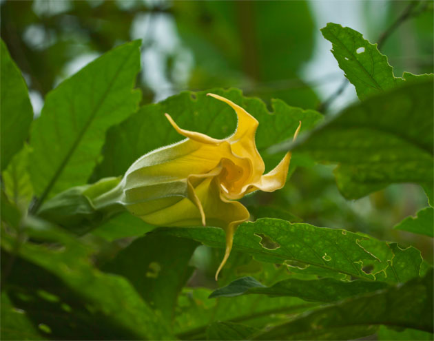Brugmansia arborea is rarely correctly identified as such.