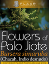 Flowers of Palo Jiote, Bursera simaruba (Chacah, Indio desnudo)