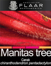 Manitas tree, Canak Chiranthodendron pentadactylon garden