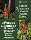 Native Guatemalan Flowers  Worth Seeing at Posada de Santiago Hotel and Restaurant Santiago Atitlan,