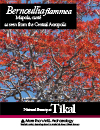 Bernoullia_flammea_mapola_cante_Natural_Beauty_at_Tikal_Central_Acropolis_FLAAR_Report