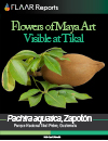 Flowers of Maya art Pachira aquatica_Parque Nacional_Tikal_Nicholas Hellmuth-1