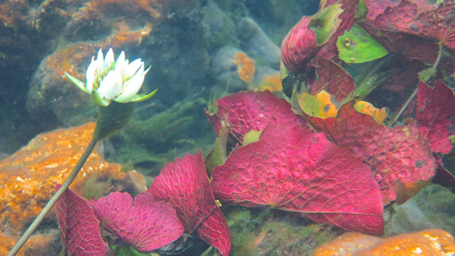 2 Underwater-lilly-Arroyo-Pucte-Apr-22-2013-1121