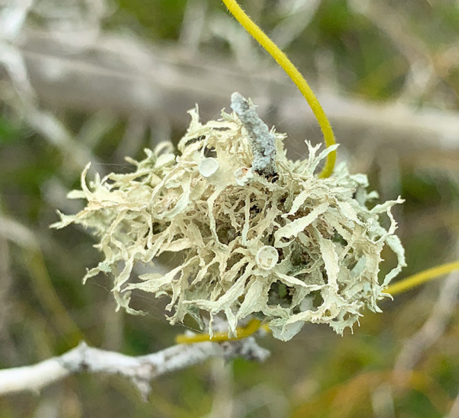 3 dimentional lichen at Yaxha