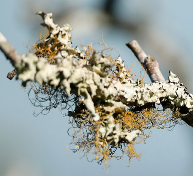 3 dimentional lichen at Yaxha