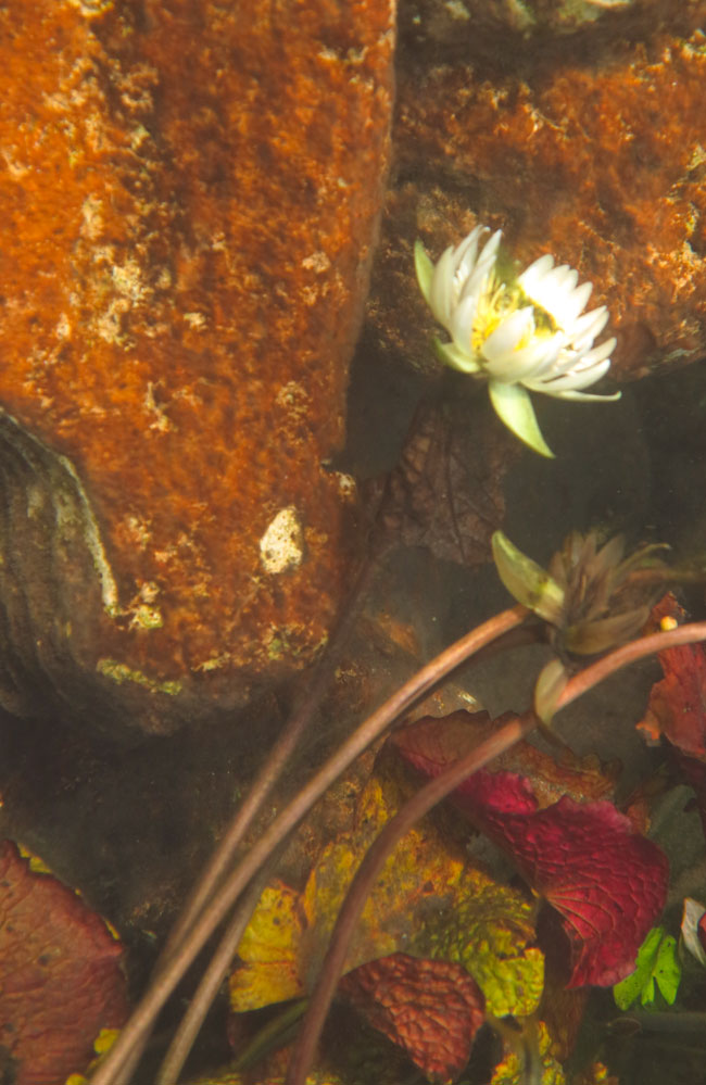 3 Waterlilly-Arroyo-Pucte-May-10-2013-morning-2235