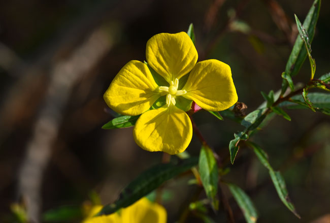 4-petaled-yellow-flower-Rio-San-Pedro-Martyr-Oct-3-2015-NH-2638
