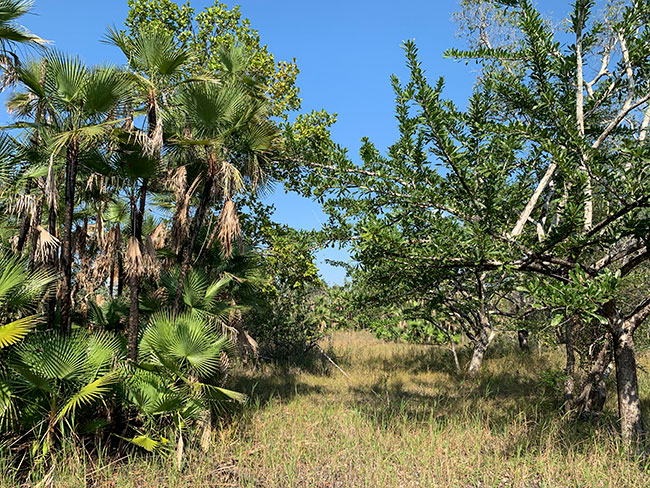 Acoelorrhaphe wrightii, palmetto palm, Savanna east of Nakum, Peten, Guatemala.