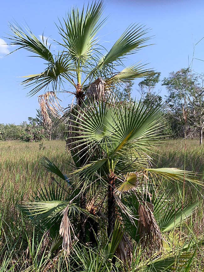 Acoelorrhaphe wrightii, palmetto palm, Savanna east of Nakum, Peten, Guatemala.