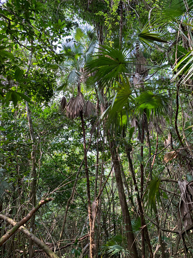 Acoelorrhaphe-wrightii-tasiste-palm-behind-hotel-Caribe-Arroyo-Petexbatun-iPhone-Xs