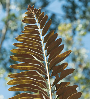 Acrostichum-danaeifolium-mangrove-fern