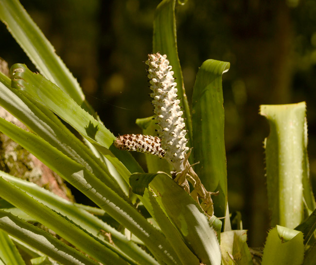 Aechmea bromeliifolia at Yaxha