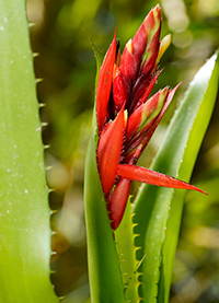 Aechmea-tillandsioides-Chocon-Machacas-Livingston