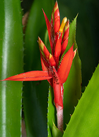 Aechmea-tillandsioides-Chocon-Machacas-Livingston