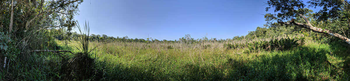 Aguada-Maya-Poza-Maya-panorama-Acrostichum-danaeifolium-giant-leather-fern