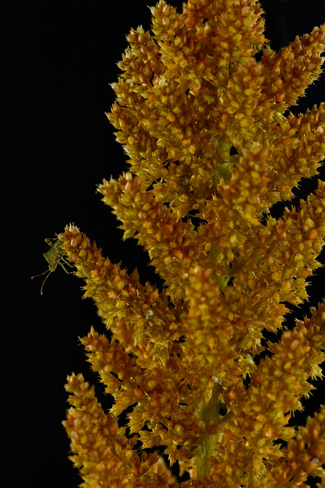 Amaranthus-amaranto-close-up-FLAAR-garden-0482 DSC0482