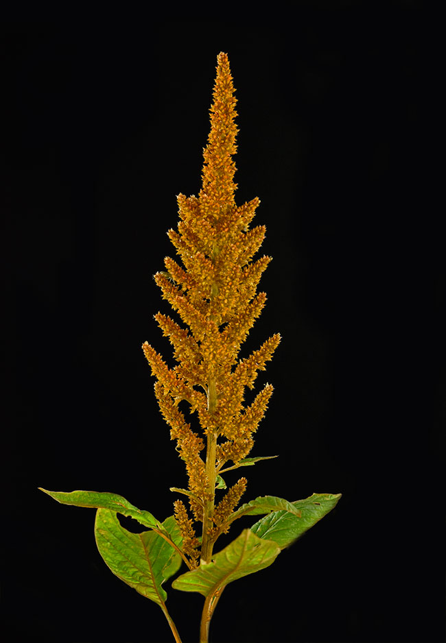 Amaranthus-seeds-amaranth-amaranto-0547