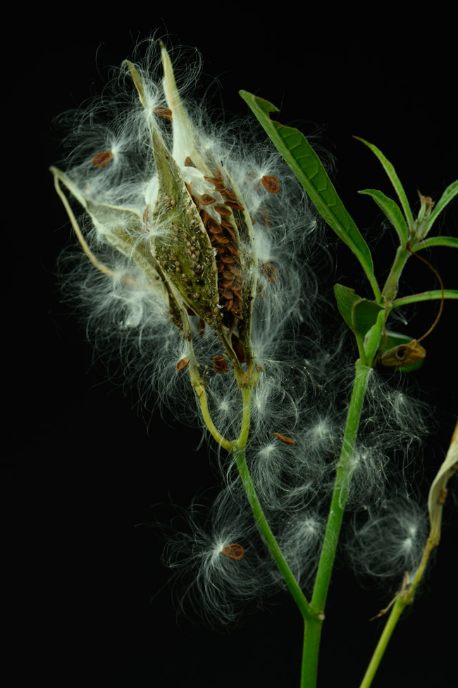 Asclepias-monarch-butterfly-flower-seed-dispersal-fluff