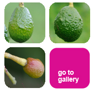 Avocado Gallery
