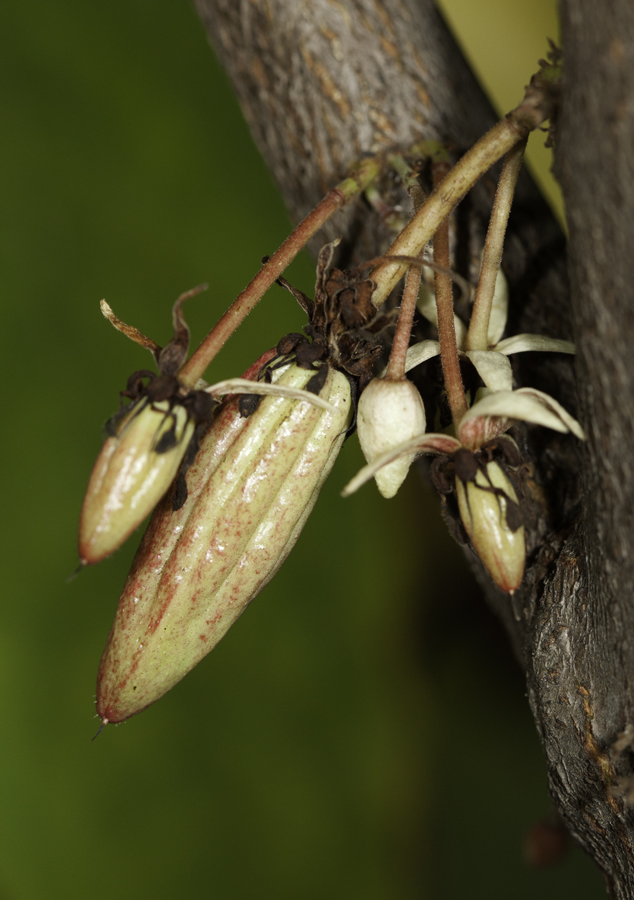 Baby cacao in FLAAR Garden Guatemala Central America 2011