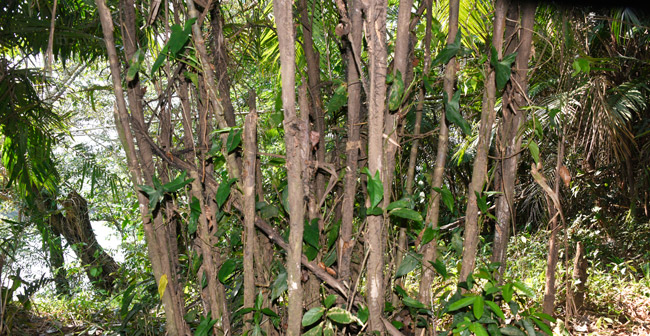 Bactris Palms