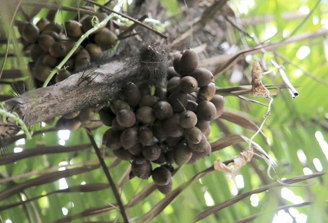 Bactris palms