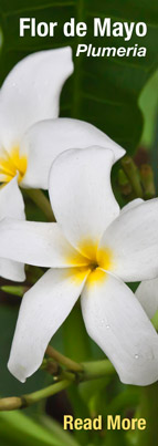 Flor de Mayo,Plumeria rubia, plumeria alba, plumeria obtusa. Edible flower used to flavor cacao