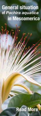 Pachira aquatica, zapoton, zapote bobo, crucial sacred flower for Maya archaeologists and iconographers