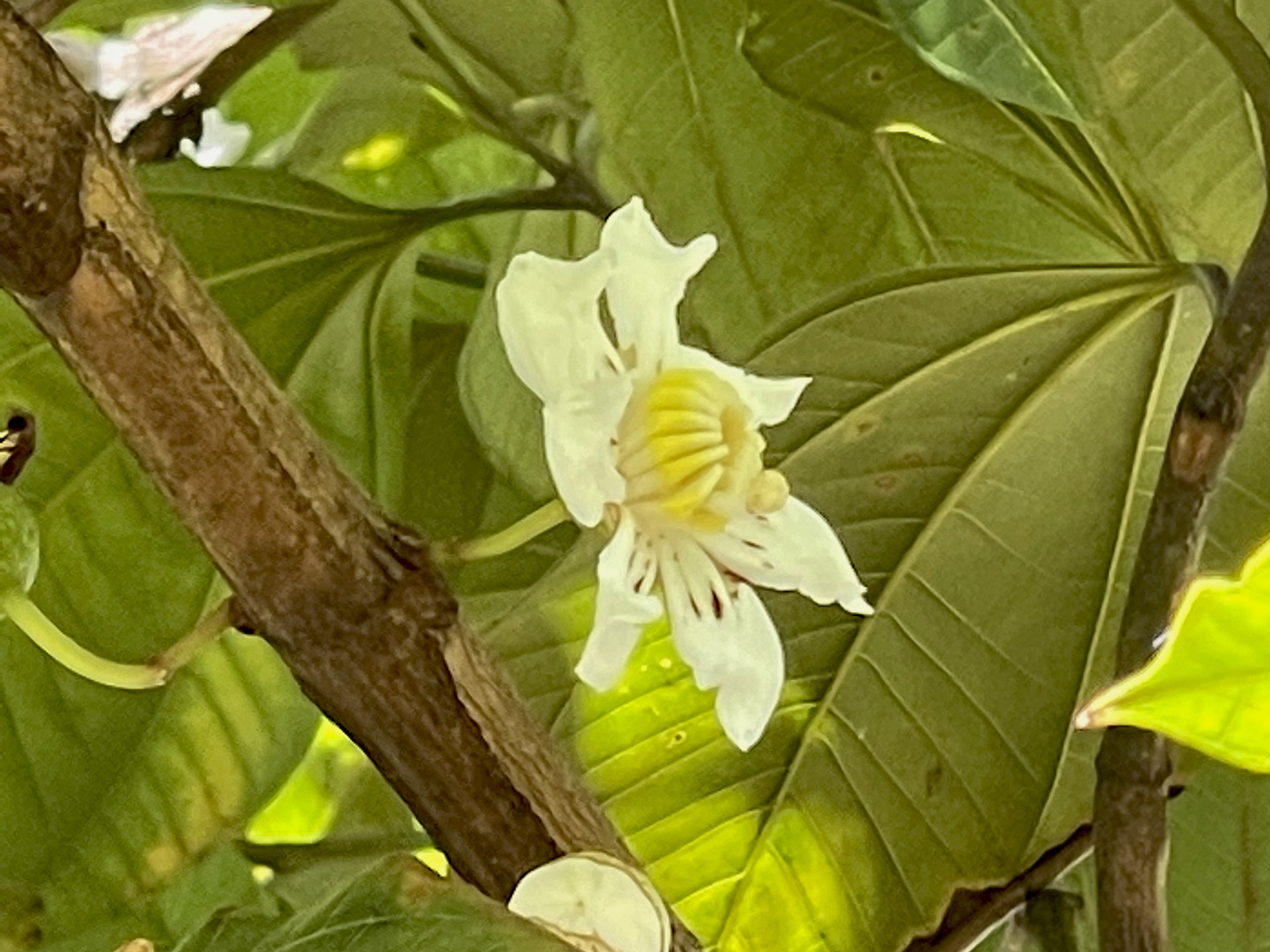 Pachira-aquatica-zapoton-Rio-Petexbatun