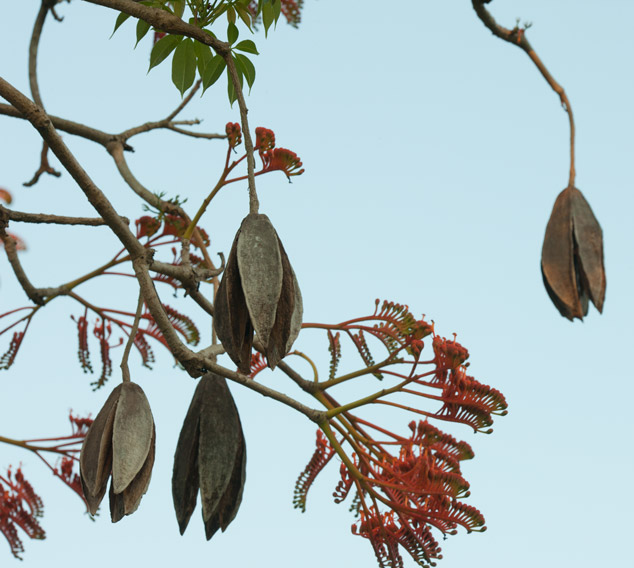 Bernoullia-flammea-flowers-of-the-Maya-heartland-of-Peten-close-NH