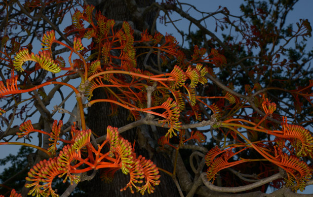 Bernoullia-flammea-flowers-of-the-Maya-heartland-of-Peten-NH-tree