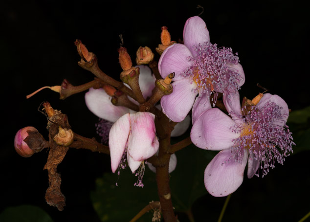 Bixa-orellana-achiote-flower-Chahal