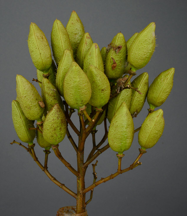 Bixa-orellana-achiote-green-fruit-Chahal