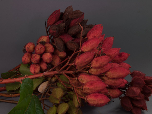 Bixa-orellana-achiote-stages-Chahal