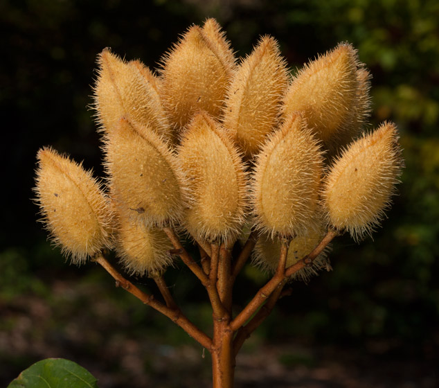 Bixa-orellana-achiote-yellow-fruit-Chahal