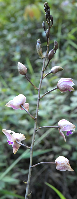 Terrestrial-orchids-2-species-Senahu-Alta_Verapaz-Guatemala-FLAAR-Mesoamerica