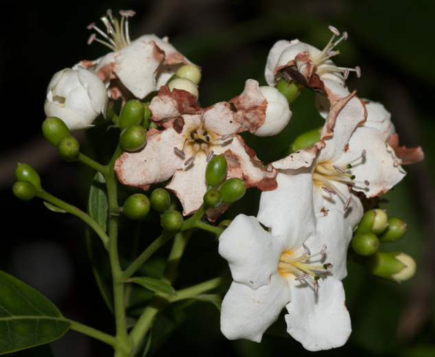 Bourreria-huanita-Jazmin-del-istmo-Sofia-Monzon-San-Juan-maya-ethnobotany-images