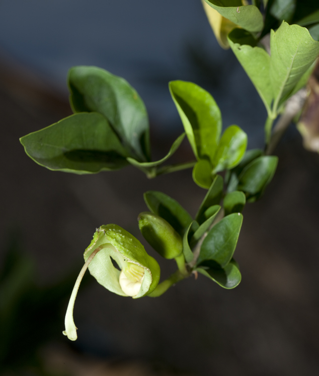 Caiba, cuajilote, Parmentiera aculeata flower, Photo by Nicholas Hellmuth.