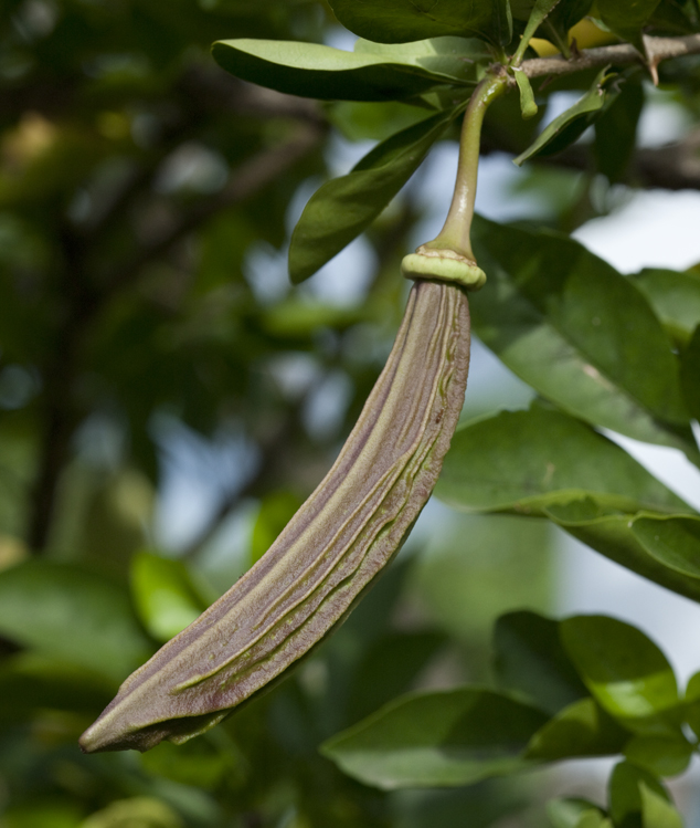 Caiba, cuajilote, Parmentiera aculeata fruit elongated, Photo by Nicholas Hellmuth