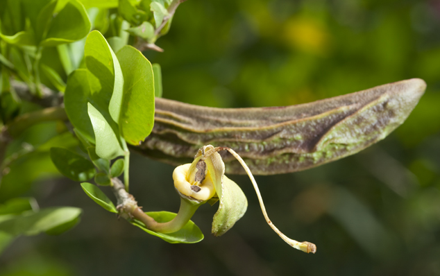 Caiba, cuajilote, Parmentiera aculeate flower and fruit, Photo by Nicholas Hellmuth.