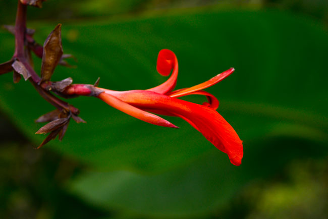 Canna-indica-leaf-as-tamale-Aldea-Pachali-Above-Tecpan-Jul-11-2015-1640